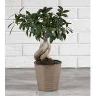 DONICA ZENGIN, ceramiczna, brązowa | Wysyłka w 24h!