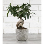 DONICA JUNGLE, betonowa, kolor szary / czarny śr. 14cm| Wysyłka w 24h!