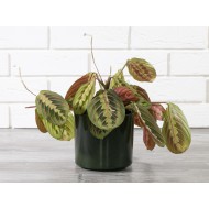 ZIELONA DONICA, ceramiczna | Wysyłka w 24h!