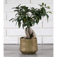 DONICA ZŁOTA, ceramiczna | Wysyłka w 24h!