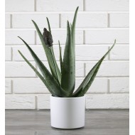 Biała donica ceramiczna biały mat | Wysyłka w 24h!