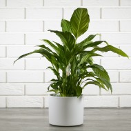 BIAŁA DONICA, ceramiczna XL | Wysyłka w 24h!