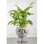 DONICA W KSZTAŁCIE BARANKA| Wysyłka w 24h!