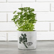 DONICA do ziół kuchennych PIETRUSZKA | Wysyłka w 24h!