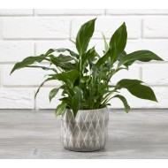 DONICA betonowa Micke, szara śr. 11cm | Wysyłka w 24h!