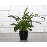 DONICA SOFIA czarny połysk ceramiczna | Wysyłka w 24h!