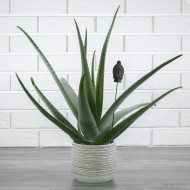 DONICA SKROCK betonowa kolor biały | Wysyłka w 24h!