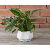 Donica Bolmen betonowa kolor szary | Wysyłka w 24h!