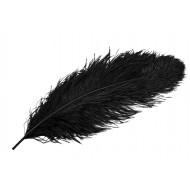 Pióro dekoracyjne strusie czarne XL | Wysyłka w 24h!