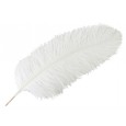 Pióro dekoracyjne strusie białe długie XL | Wysyłka w 24h!