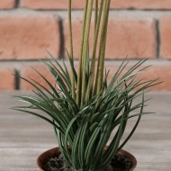 Sztuczny kwiat Mikado w doniczce | Wysyłka w 24 godziny!