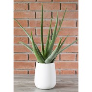 Donica Leon biała ceramiczna XL | Wysyłka w 24h!