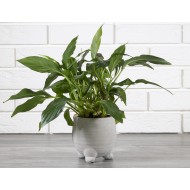 Donica Nina beton kolor szary | Wysyłka w 24h!