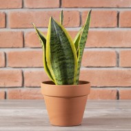 Donica Terakota wypalana glina | Wysyłka w 24h!