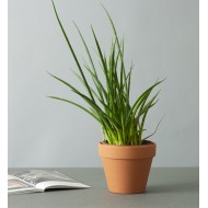 Donica Terakota wypalana glina pomarańczowa | Wysyłka w 24h!