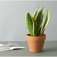 Donica Terakota wypalana glina | Wysyłka w 24h!