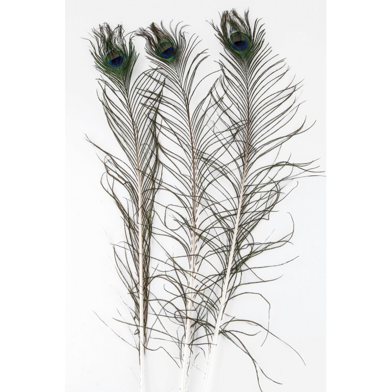 Pióro pawia ozdobne komplet | Wysyłka w 24h!