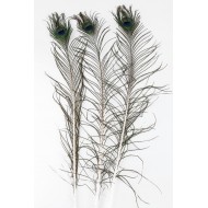 Pióro pawia ozdobne komplet | Wysyłka w 24h!