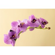 Sztuczny storczyk orchidea różowa | Wysyłka w 24 godziny!