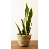 Doniczka Boho z Naturalnych Materiałów - Suszone Liście