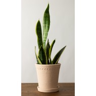 Betonowa Doniczka z Podstawką – Elegancja w Naturalnym Stylu