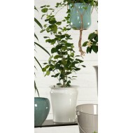 Komplet Białych Metalowych Doniczek – Idealne do Bonsai i Sukulentów