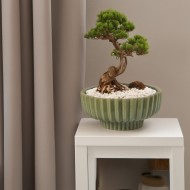 Zielona Doniczka Ceramiczna – Idealna do Bonsai i Innych Roślin