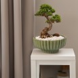 Zielona Doniczka Ceramiczna – Idealna do Bonsai i Innych Roślin