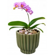 Zielona Doniczka Ceramiczna 10.5cm – Idealna do Bonsai i Sukulentów