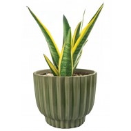 Zielona Doniczka Ceramiczna 18.5cm – Idealna do Bonsai i Sukulentów