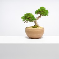 Duża Doniczka na Bonsai z Terakoty – Ręcznie Wykonana Misa