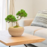Duża Doniczka na Bonsai z Terakoty – Ręcznie Wykonana Misa