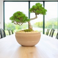 Duża Doniczka na Bonsai z Terakoty – Ręcznie Wykonana Misa