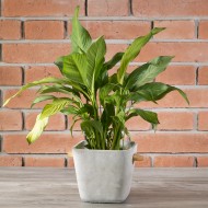 Betonowa Doniczka z Drewnianymi Uchwytami – Skandynawski Styl