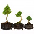 Komplet Doniczek na Bonsai – Eleganckie Metalowe Doniczki na Nóżkach