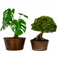 Komplet Doniczek Misa w Stylu Loft – Idealne na Bonsai i Rośliny Domowe