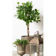 Loftowe Doniczki – Komplet 3 Sztuk, Idealne do Wnętrz i na Taras