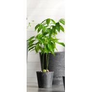 Szara Doniczka z Imitacją Kamienia – Nowoczesny Design