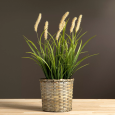Sztuczna trawa dekoracyjna 56 cm z puszystymi kłosami, w doniczce, realistyczna ozdoba