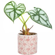 Doniczka ceramiczna biało-różowa 14,5x13 cm we flamingi dekoracyjna do roślin domowych