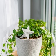 Dekoracja do doniczki biała rozgwiazda na patyku 9 cm morski akcent