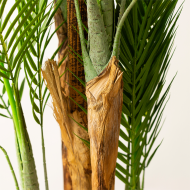 Sztuczna palma Areka 180 cm w doniczce – wysyłka 24h