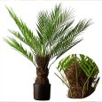 Sztuczna palma Cykas 80 cm w doniczce