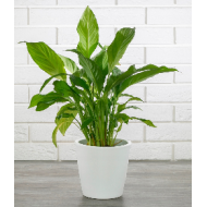 DONICA SOFIA biała ceramika XL