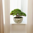 DONICZKA MISA NA BONSAI 22cm miska betonowa do salonu płaska boho osłonka