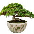 DONICZKA MISA NA BONSAI 22cm miska betonowa do salonu płaska boho osłonka