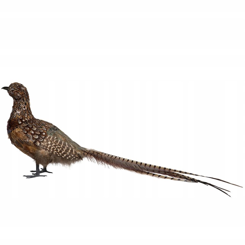 Figurka Bażant Replika 70cm Prawdziwe Pióra | skandi.pl