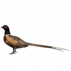 Figurka Bażant Replika 70cm Naturalne Pióra | skandi.pl