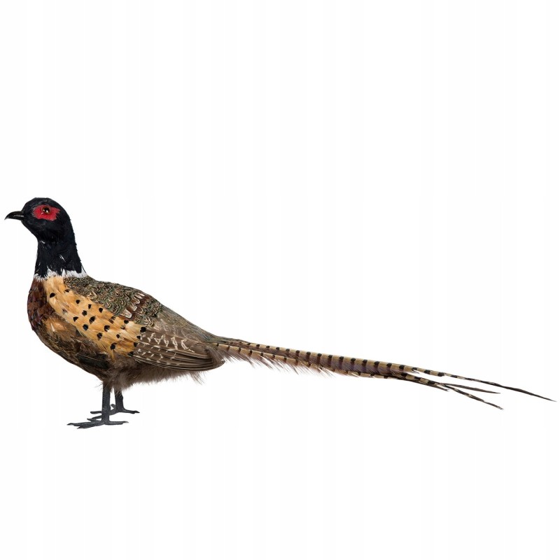 Figurka Bażant Replika 70cm Naturalne Pióra | skandi.pl