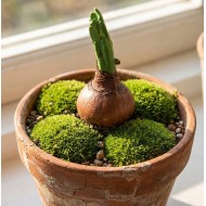 Ozdoba do Doniczki Cebulka Wielkanocna Pik | skandi.pl